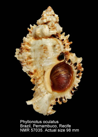 Phyllonotus oculatus.jpg - Phyllonotus oculatus(Reeve,1845)